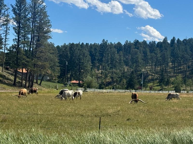 Longhorn cattle