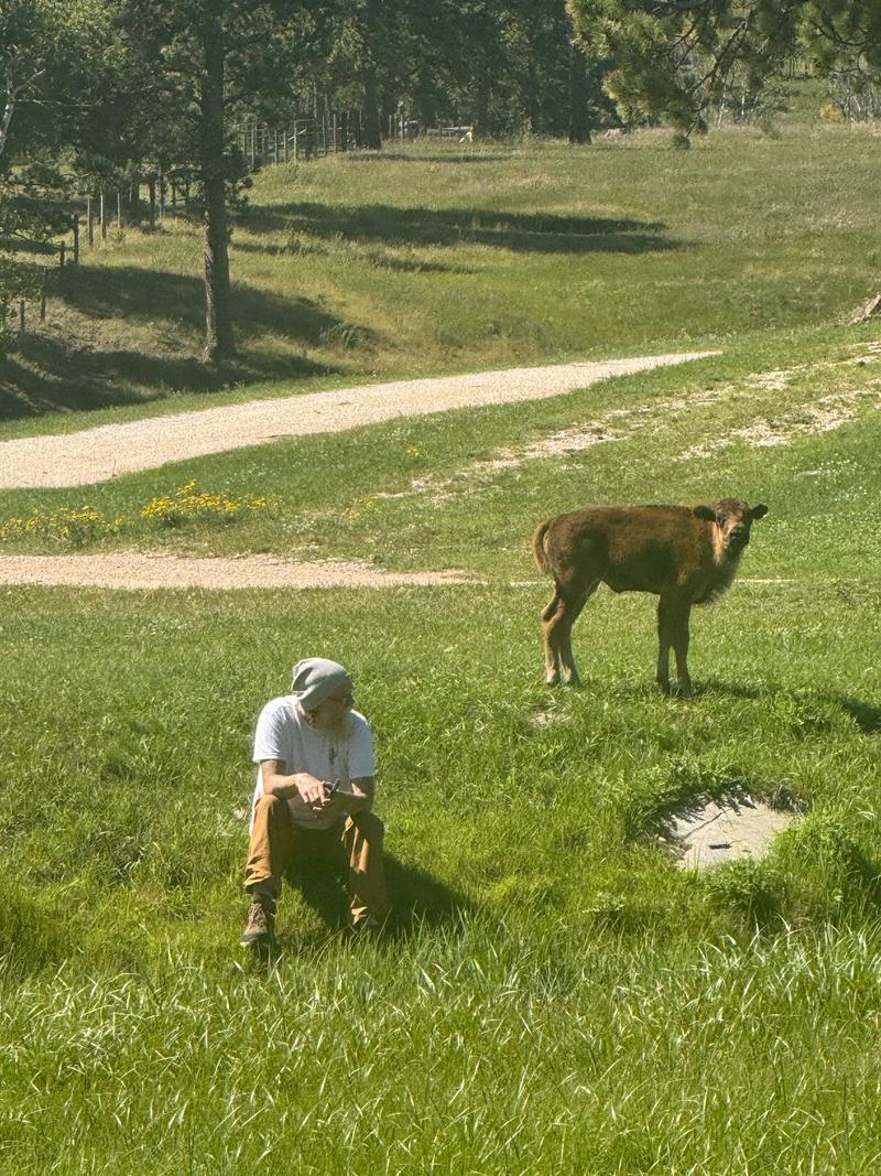 A Baby Buffalo!